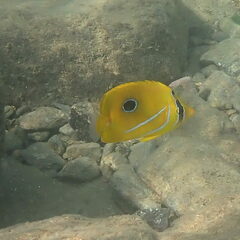 Chaetodon bennetti