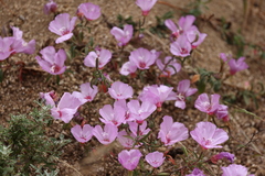 Clarkia rubicunda