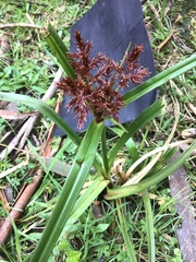 Cyperus lucidus