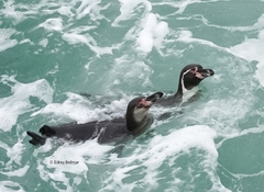 Spheniscus humboldti