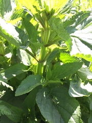 Scrophularia auriculata