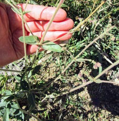 Mirabilis hirsuta