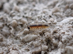 Ligia exotica