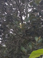 Magnolia pallescens