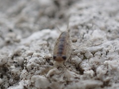 Ligia exotica