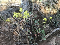 Eriogonum umbellatum
