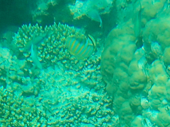 Chaetodon ornatissimus