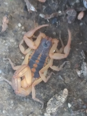 Centruroides ornatus