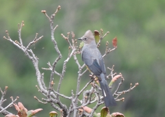 Ptiliogonys cinereus