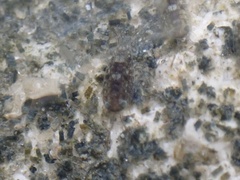 Ligia exotica