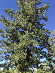 Pseudotsuga menziesii glauca