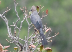 Ptiliogonys cinereus