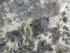 Ligia exotica