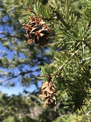 Pseudotsuga menziesii glauca
