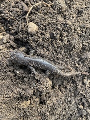 Ambystoma tigrinum