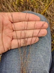 Aristida longespica