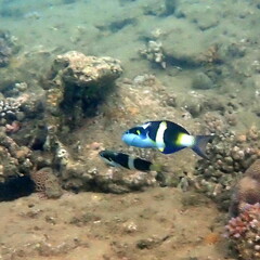 Thalassoma nigrofasciatum