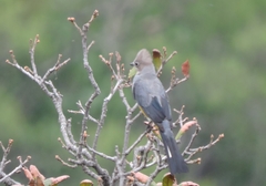 Ptiliogonys cinereus