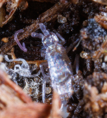 Orchesella villosa