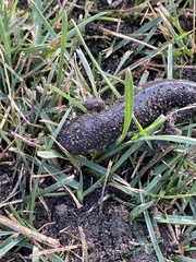 Ambystoma tigrinum