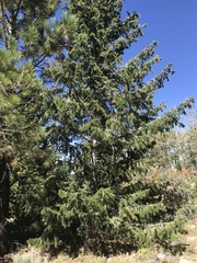 Pseudotsuga menziesii glauca
