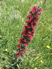 Pontechium maculatum