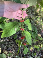 Triosteum aurantiacum