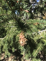 Pseudotsuga menziesii glauca