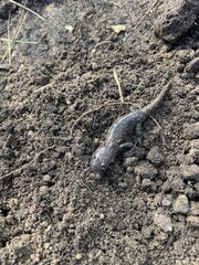 Ambystoma tigrinum