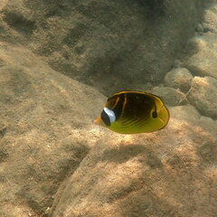 Chaetodon lunula