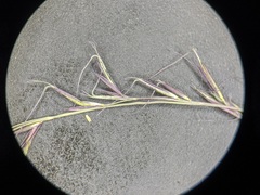 Aristida longespica