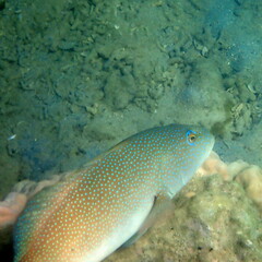 Plectropomus leopardus