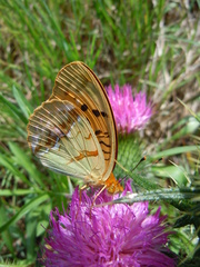 Argynnis laodice