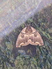 Polythysana cinerascens