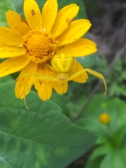 Misumenoides formosipes