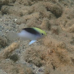 Chrysiptera rollandi