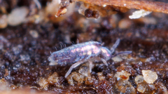 Lepidocyrtus paradoxus