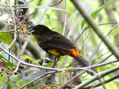 Ramphocelus flammigerus
