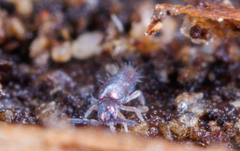 Lepidocyrtus paradoxus