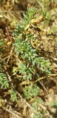 Frankenia salina