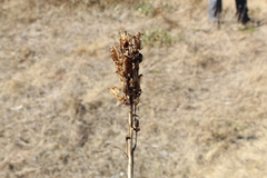 Toxicoscordion venenosum