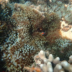 Entacmaea quadricolor