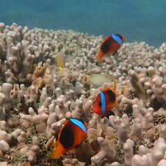 Amphiprion melanopus