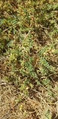 Frankenia salina