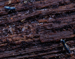 Lepidocyrtus paradoxus