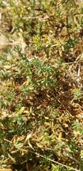 Frankenia salina