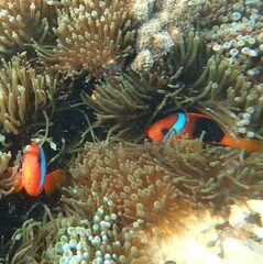 Amphiprion melanopus