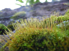 Amblystegium serpens