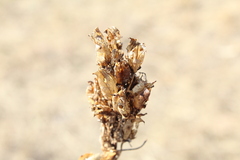 Toxicoscordion venenosum