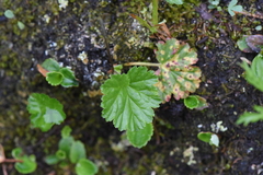 Pectiantia pentandra